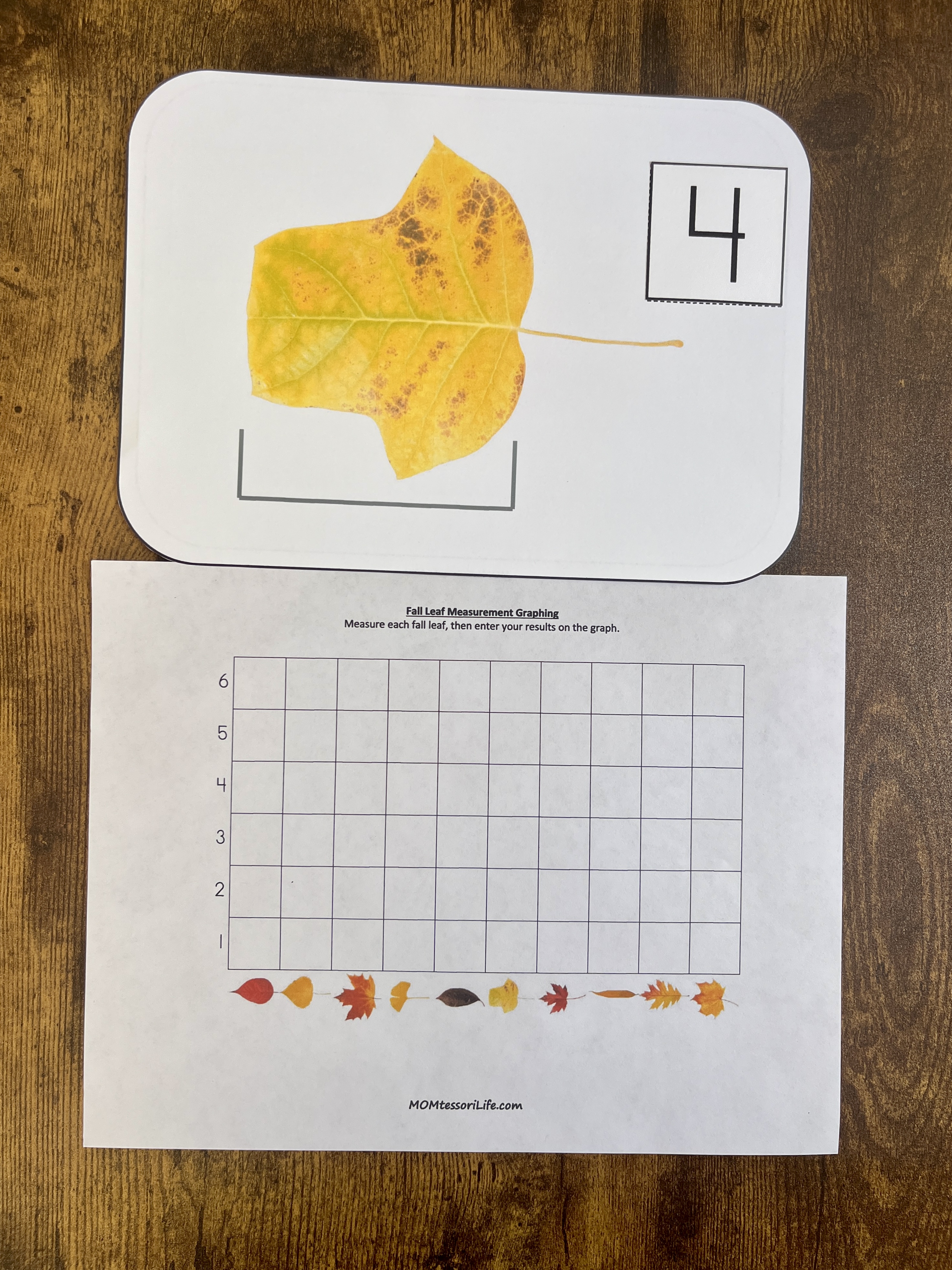 fall leaf measuring graphing activity – MOMtessori Life